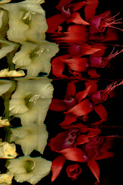 1-Gladiola-2-Fuschias