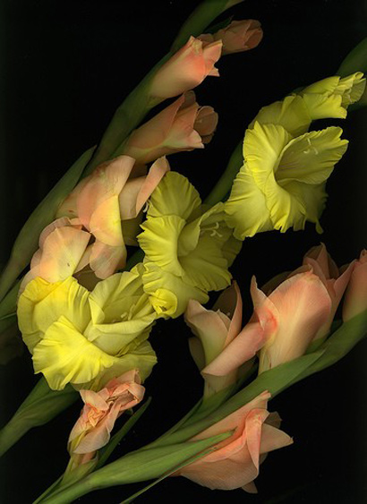 gladiolas