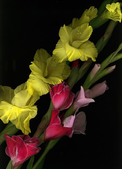 gladiolas 2