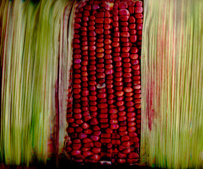 Red-Corn