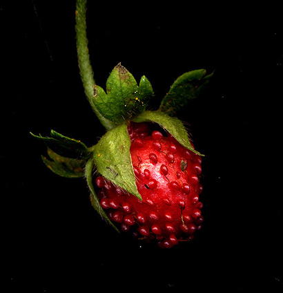 Wild Strawberry