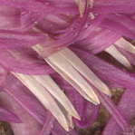 centaury